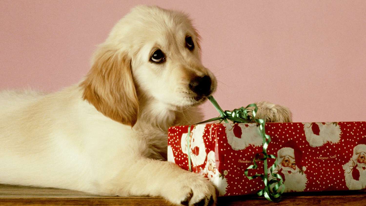 14 Best Gifts for Dogs and Dog Owners 2020 | Real Simple