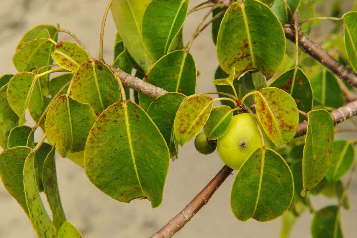 Pestaña Fruto del árbol venenoso