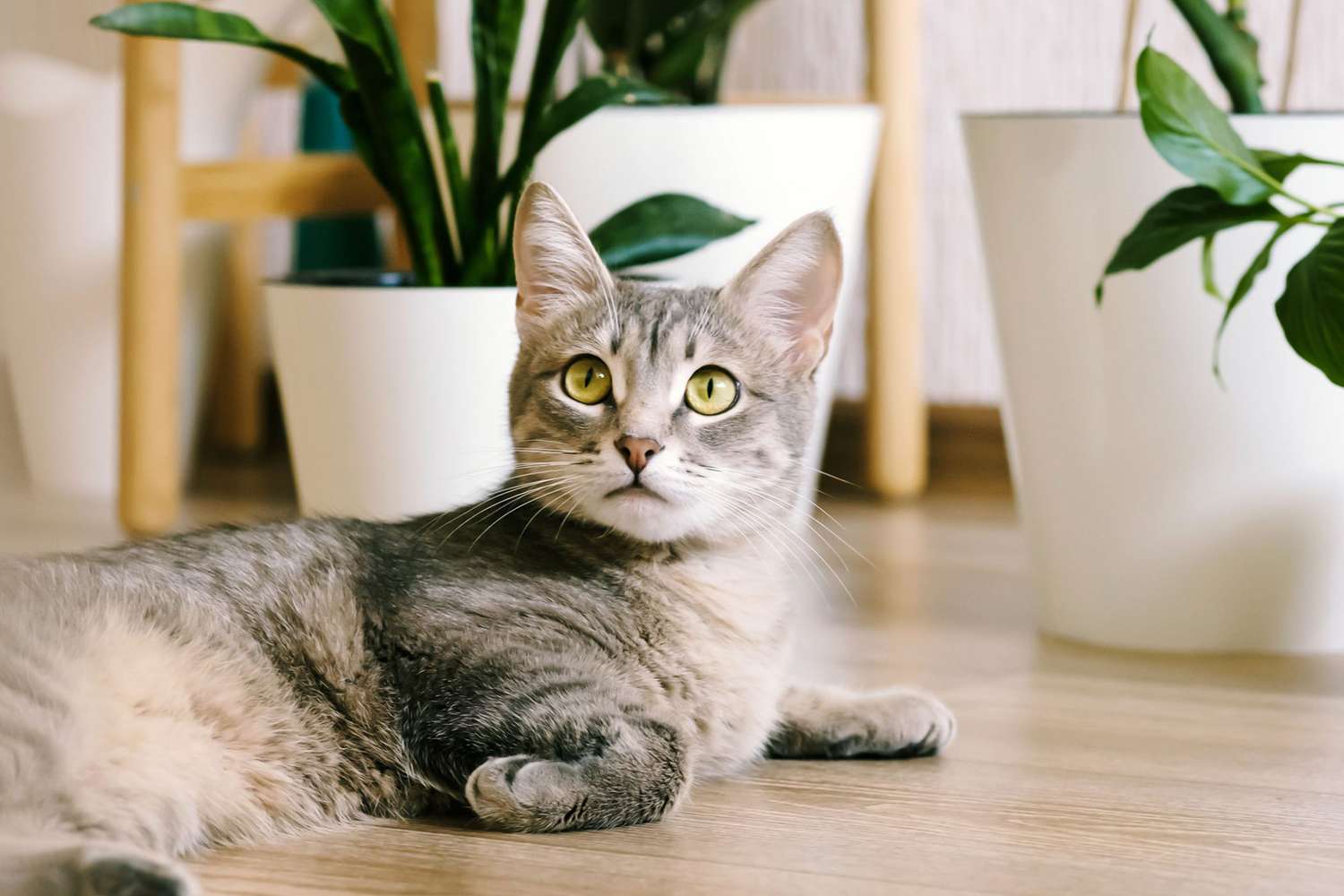 9 Pet Friendly Plants That Are Safe For Cats Daily Paws