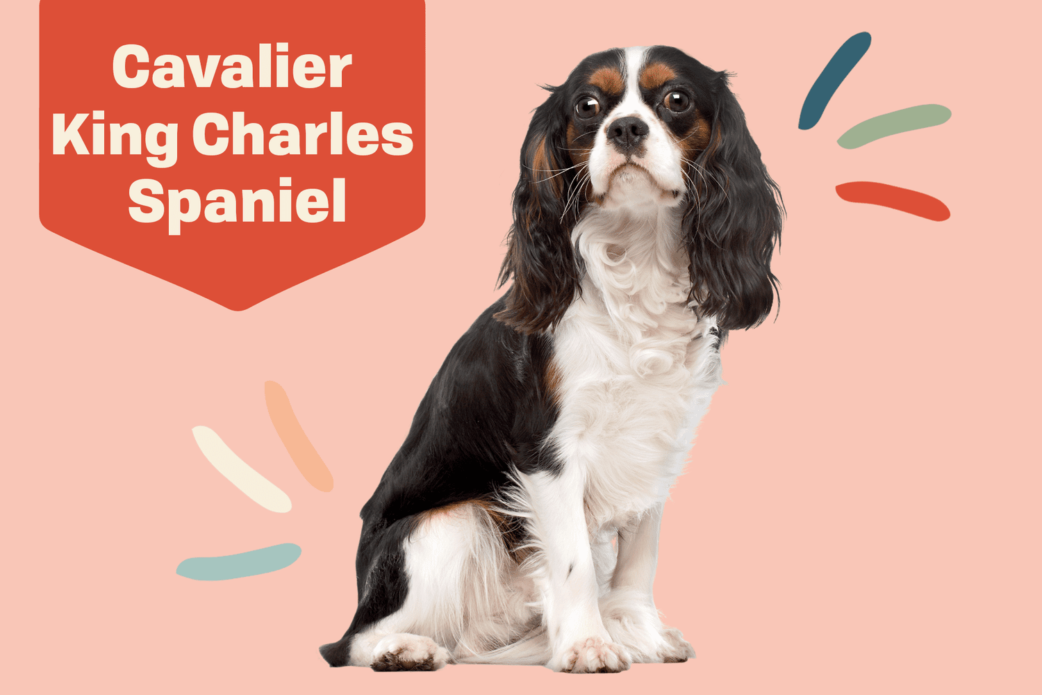 How much does a cavalier king charles spaniel puppy cost Cavalier King Charles Spaniel Dog Breed Information Characteristics Daily Paws