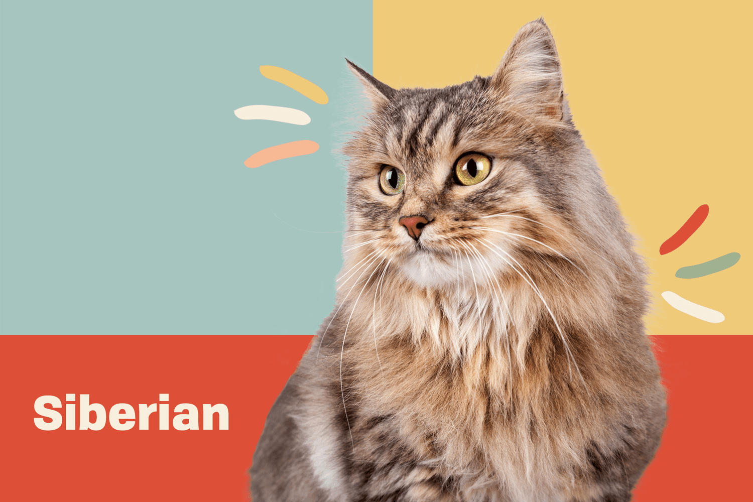 Siberian Cat Breed Information Characteristics Daily Paws