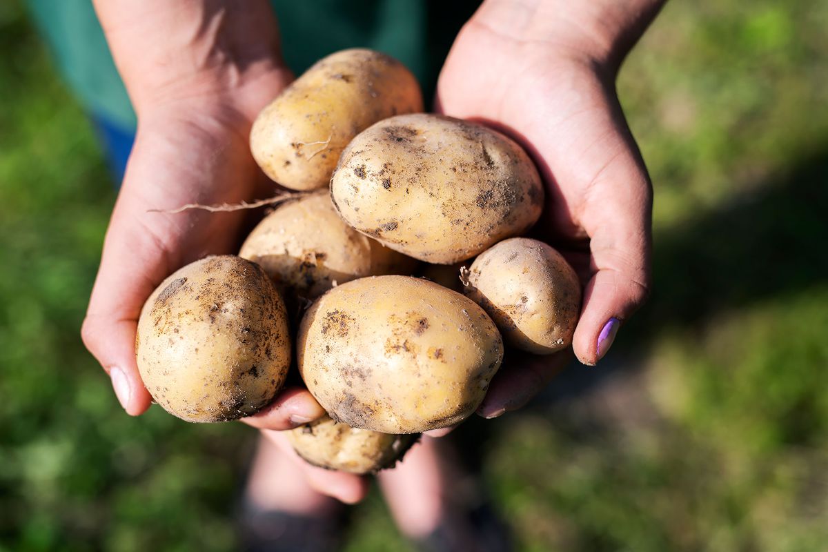 Potato Milk Is Coming to Take on Almonds and Oats - Food & Wine