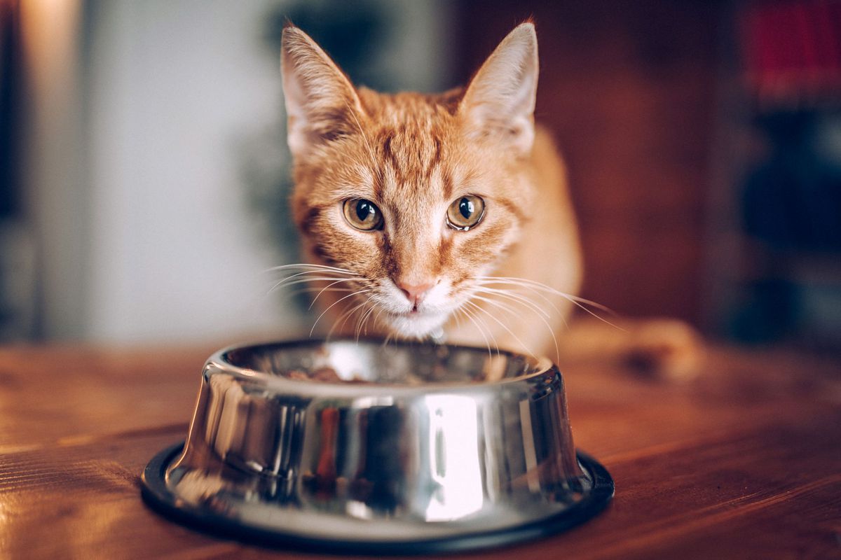 How Long Can a Cat Go Without Eating? Southern Living