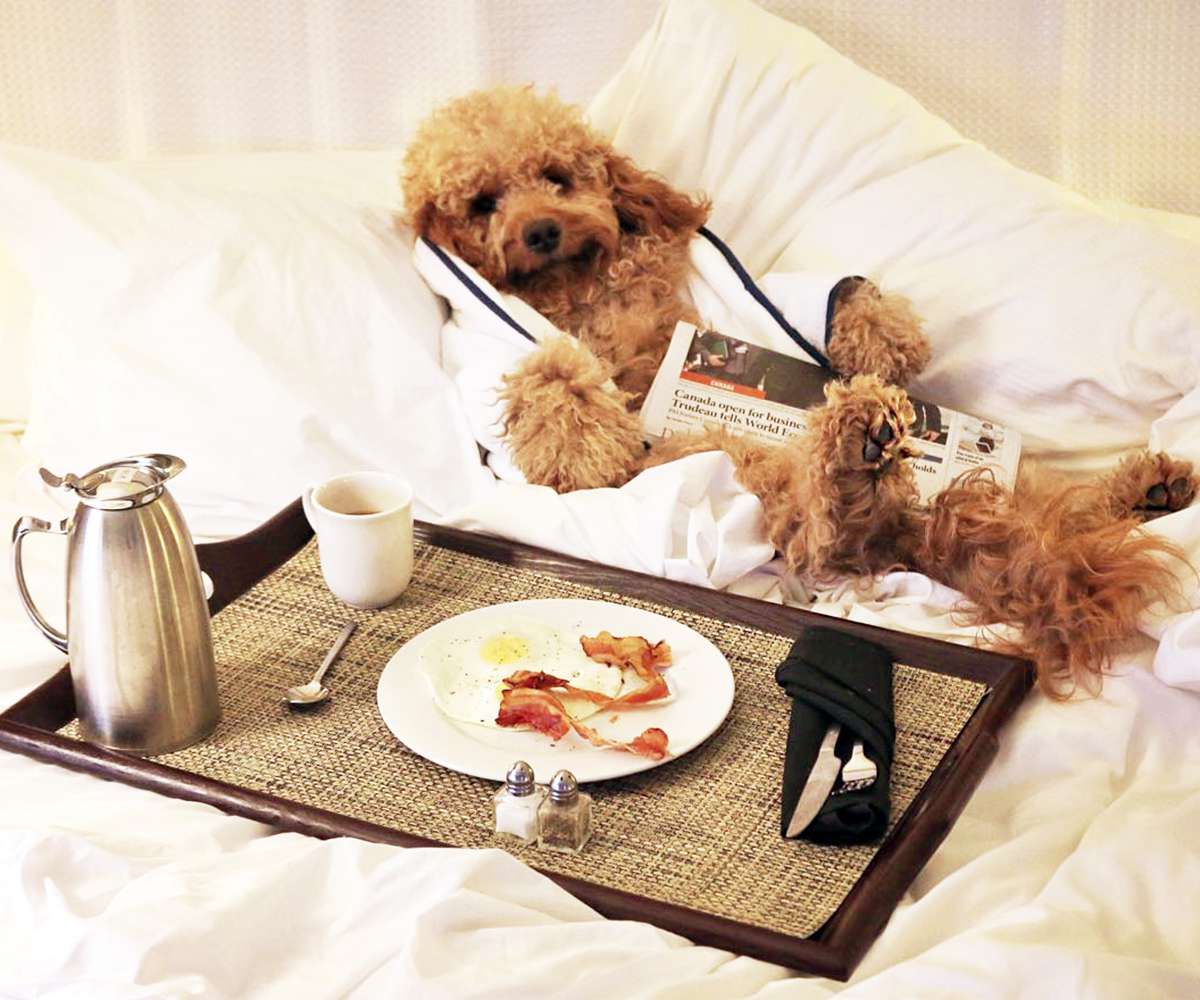 Pet Friendly Hotels Around the U.S. | InStyle