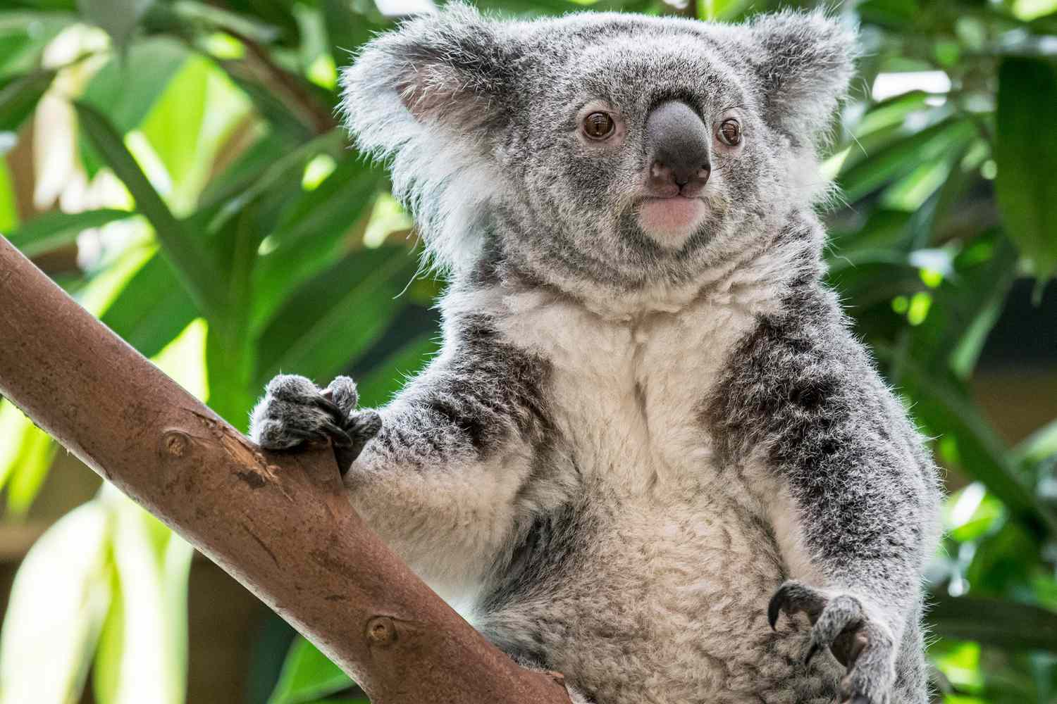 Wildcare Australia Koalas