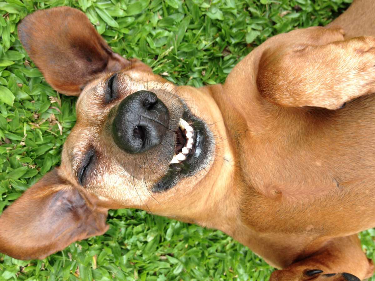 Are Dogs Ticklish What To Know About Scratching That Good Spot