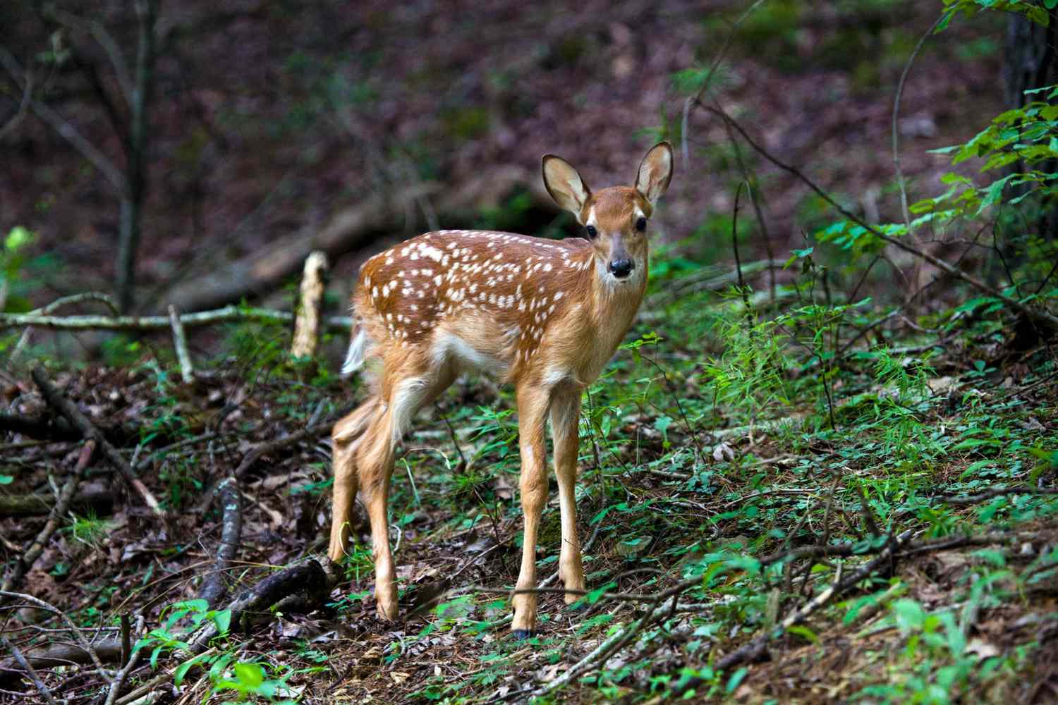 Baby Whitetail Deer Growth And Development: Explained