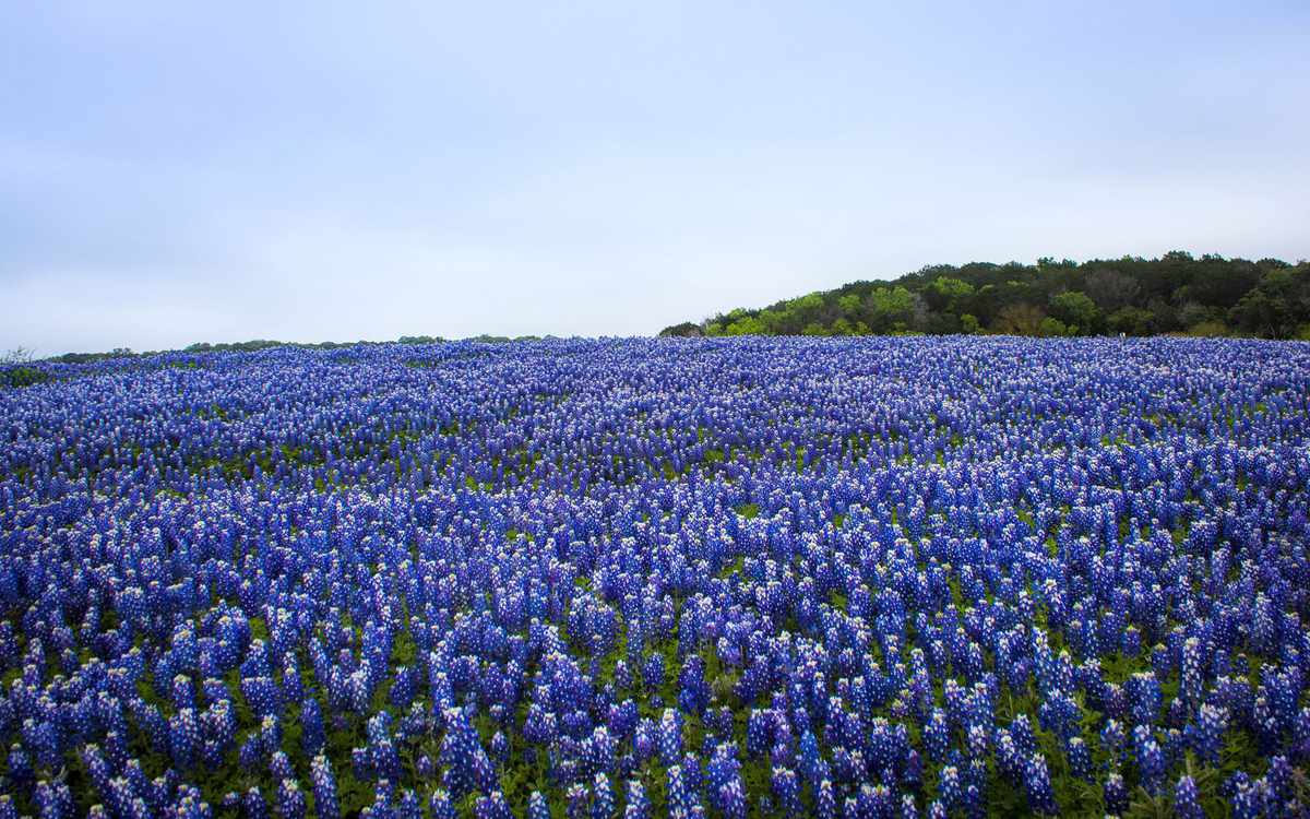 Photos of Texas Bluebonnets | Travel + Leisure