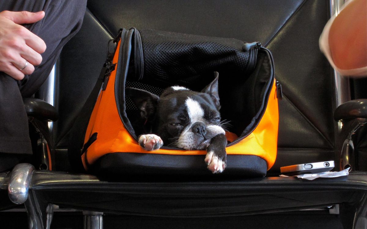 Here's How Much It Costs to Travel With Your Pet | Travel + Leisure