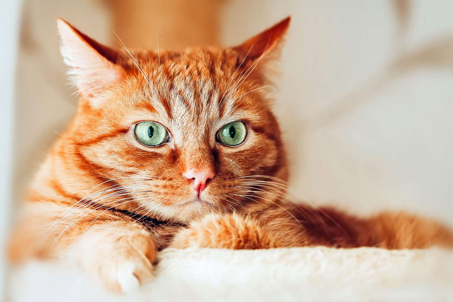 Orange Cat Names 150 Best Picks For Your Ginger Kitty Daily Paws