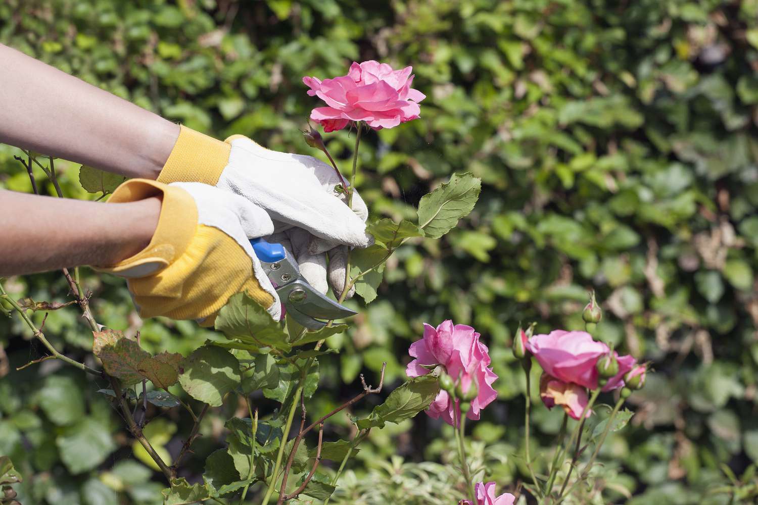 How To Prune Roses Martha Stewart