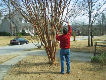 Crepe Myrtle Pruning Step By Step Southern Living