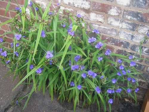 Spiderwort Sings The Blues Southern Living,Potting Soil Storage Ideas