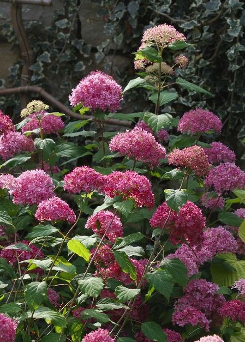 New England As I See It Pink Annabelle Hydrangea
