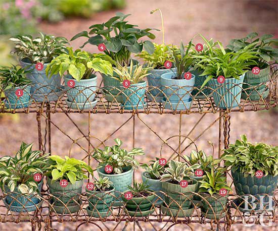 Miniature Hostas Better Homes Gardens