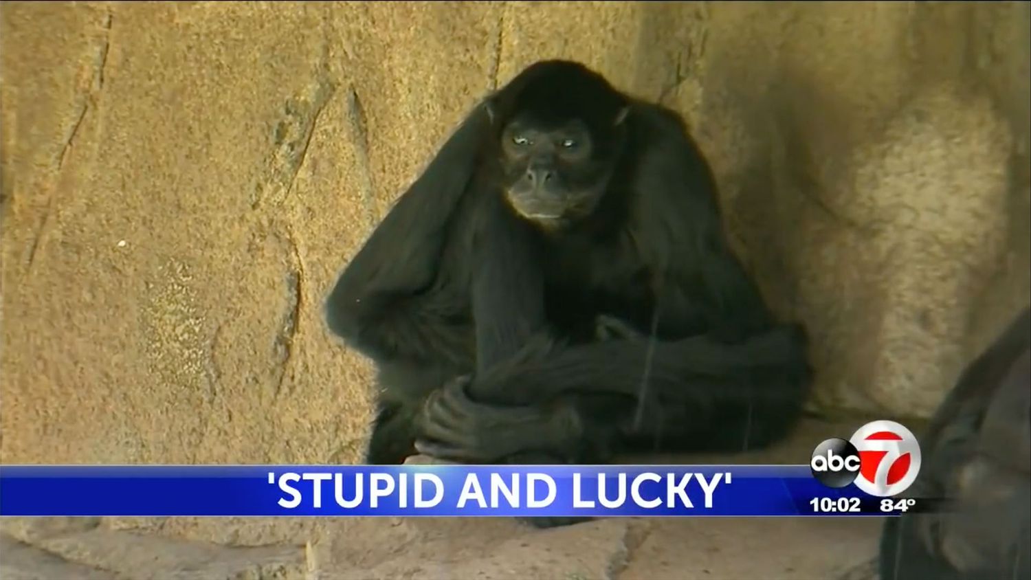 Texas Woman Facing Charges After Jumping Into Monkey Habitat at El Paso Zoo: 'Stupid and Lucky'