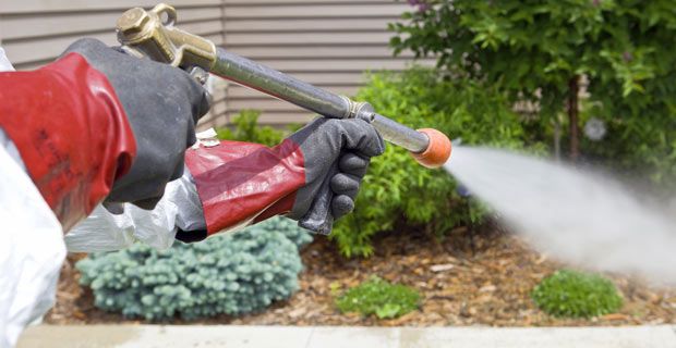 What You Need to Know Before You Hire an Exterminator