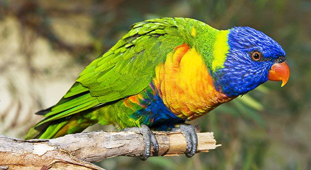 The Facts About the Bizarre Bird Disease Found in an Alabama Zoo