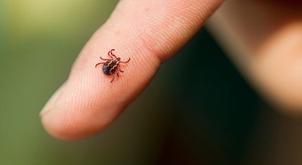 What You Should Know About Dog Ticks and Lyme Disease