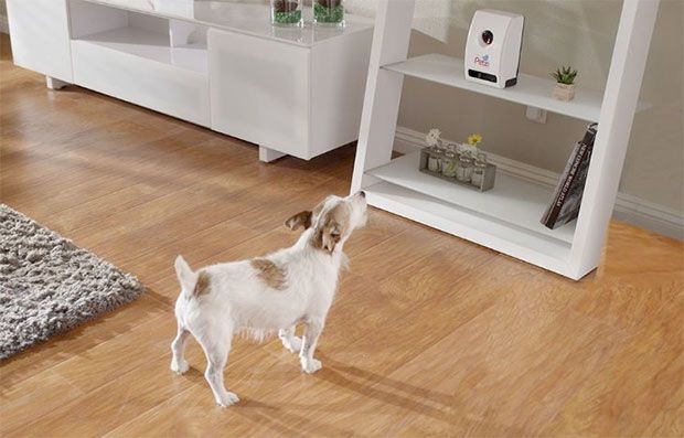4 Cameras That Let You Check on Your Pet When You're Not Home