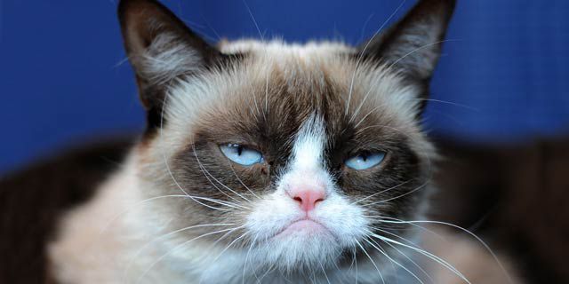 Grumpy Cat Lifetime Movie? Best. News. Ever.