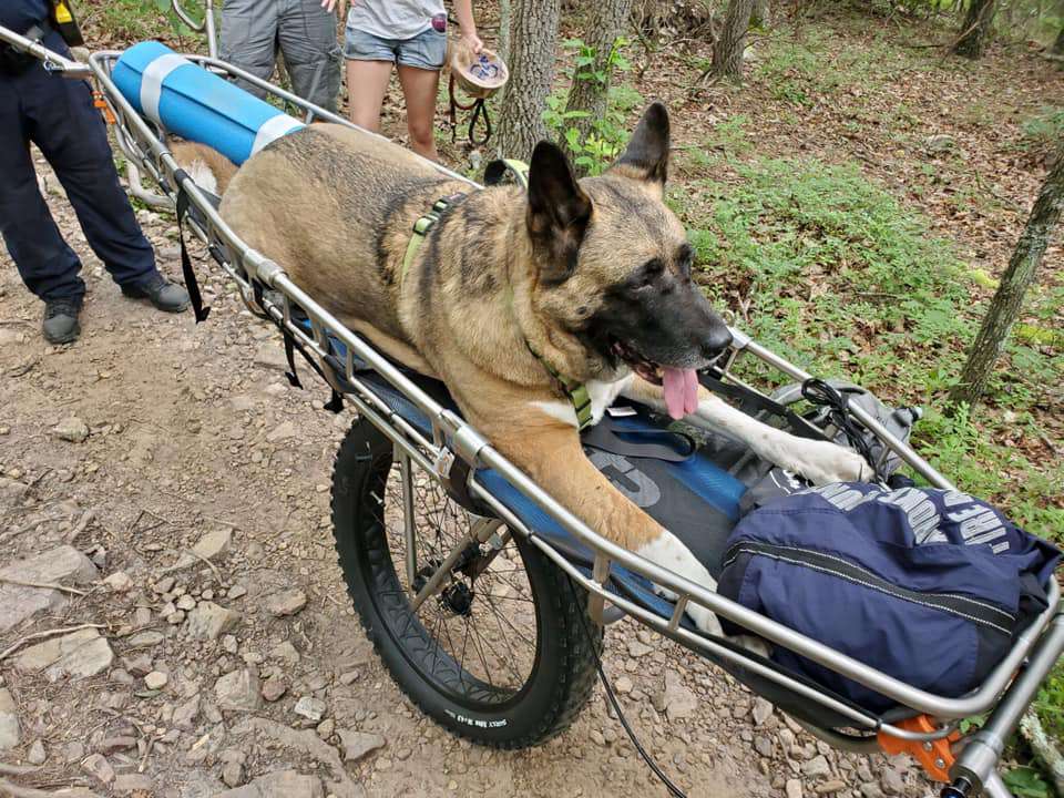 125-Pound Dog Rescued from Virginia Mountain After Collapsing During Hike in 90-Degree Heat - PEOPLE