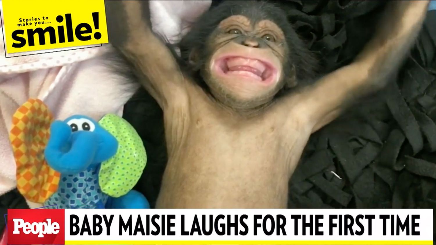 Maisie The Baby Chimpanzee Laughs For The First Time People Com