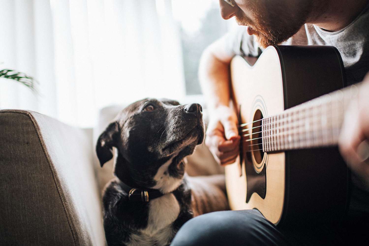 Do Dogs Like Music? | Daily Paws