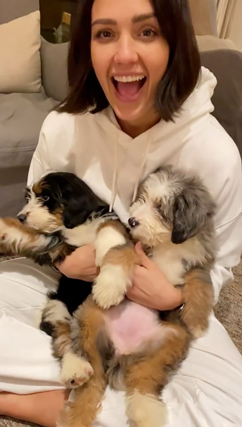 Jessica Alba Shares Photos of Her New Puppies: 'Safe to Say the Whole Fam Is Obsessed'
