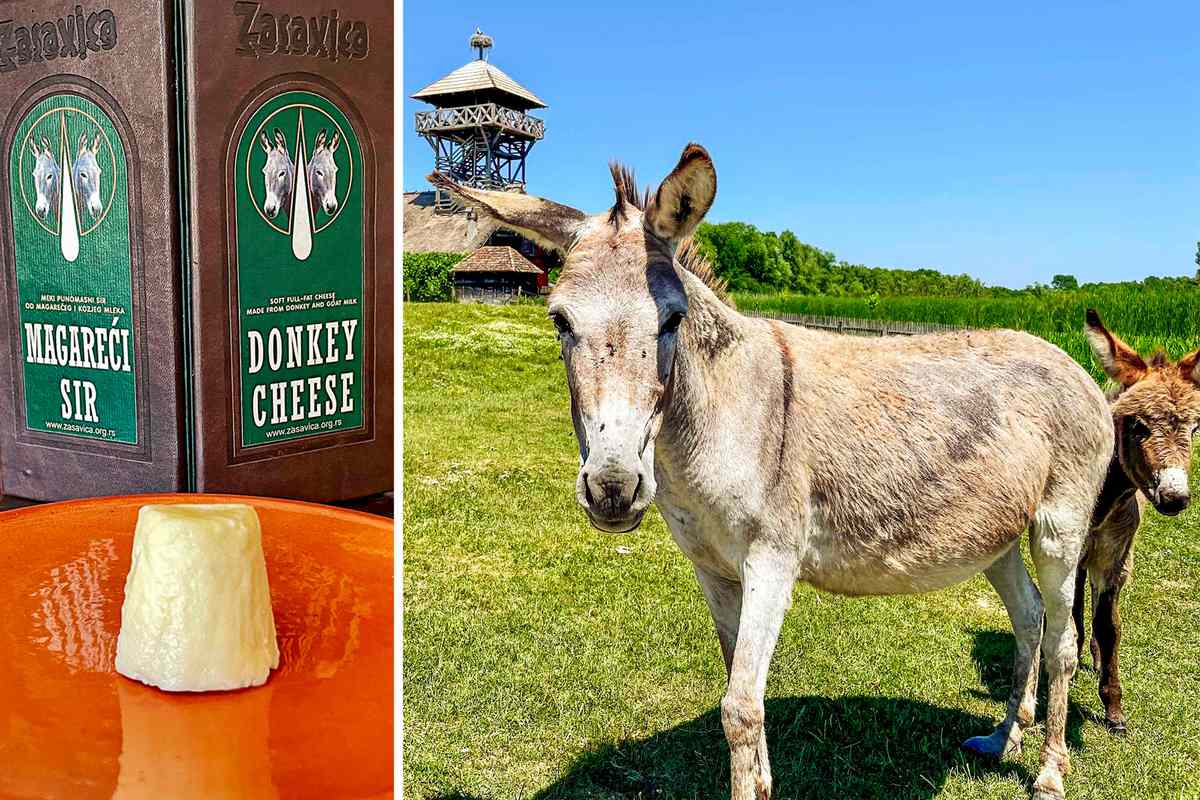 Rescued Donkeys Produce Some Expensive, Exclusive Cheese | Food &amp; Wine