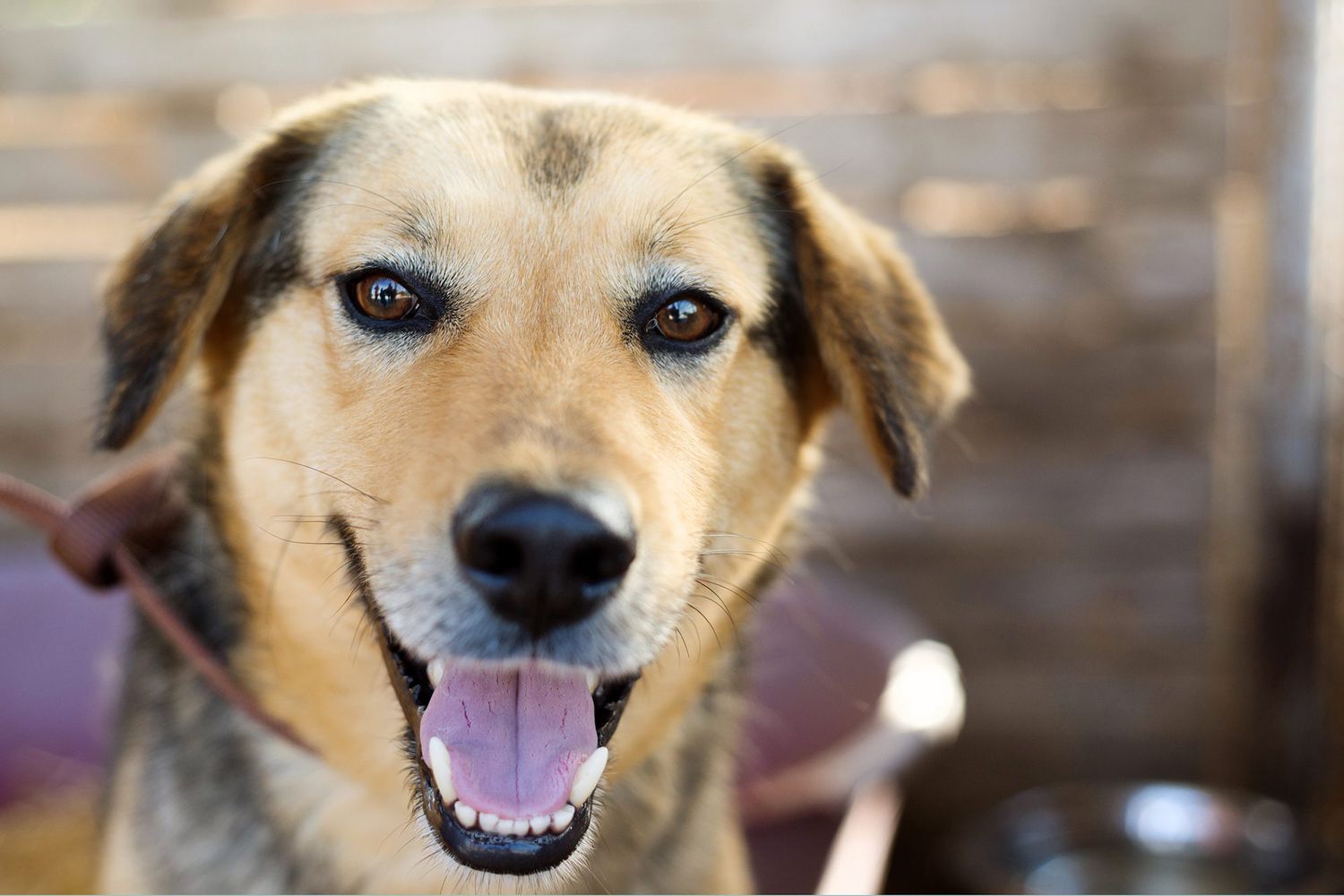 8 Reasons We Love Animal Shelters Rescues Daily Paws