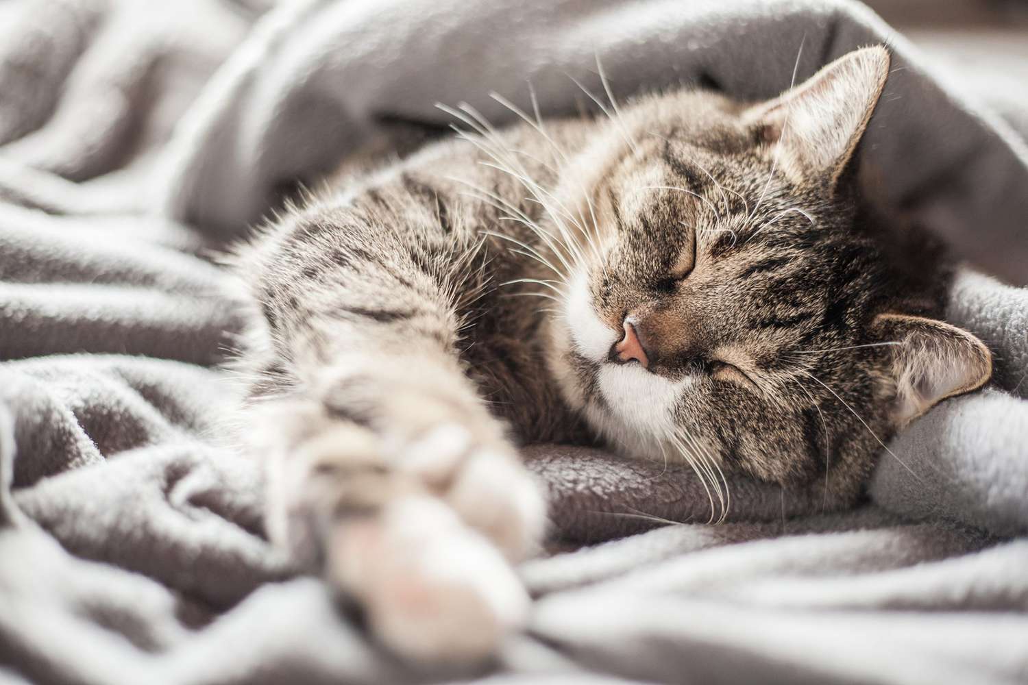 Do Cats Get Cold? Here's How Cold Is Too Cold for Cats to Be Outside