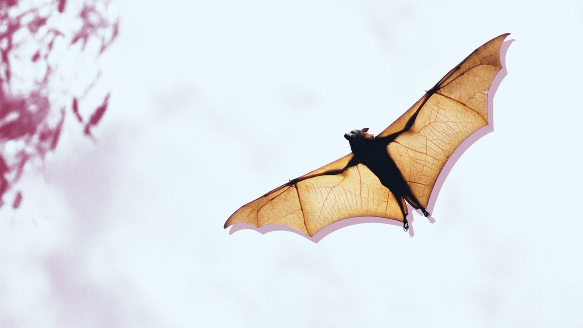 Idaho Man Dies of Rabies Two Months After Bat Was Caught in His Clothes—What to Know About the Disease