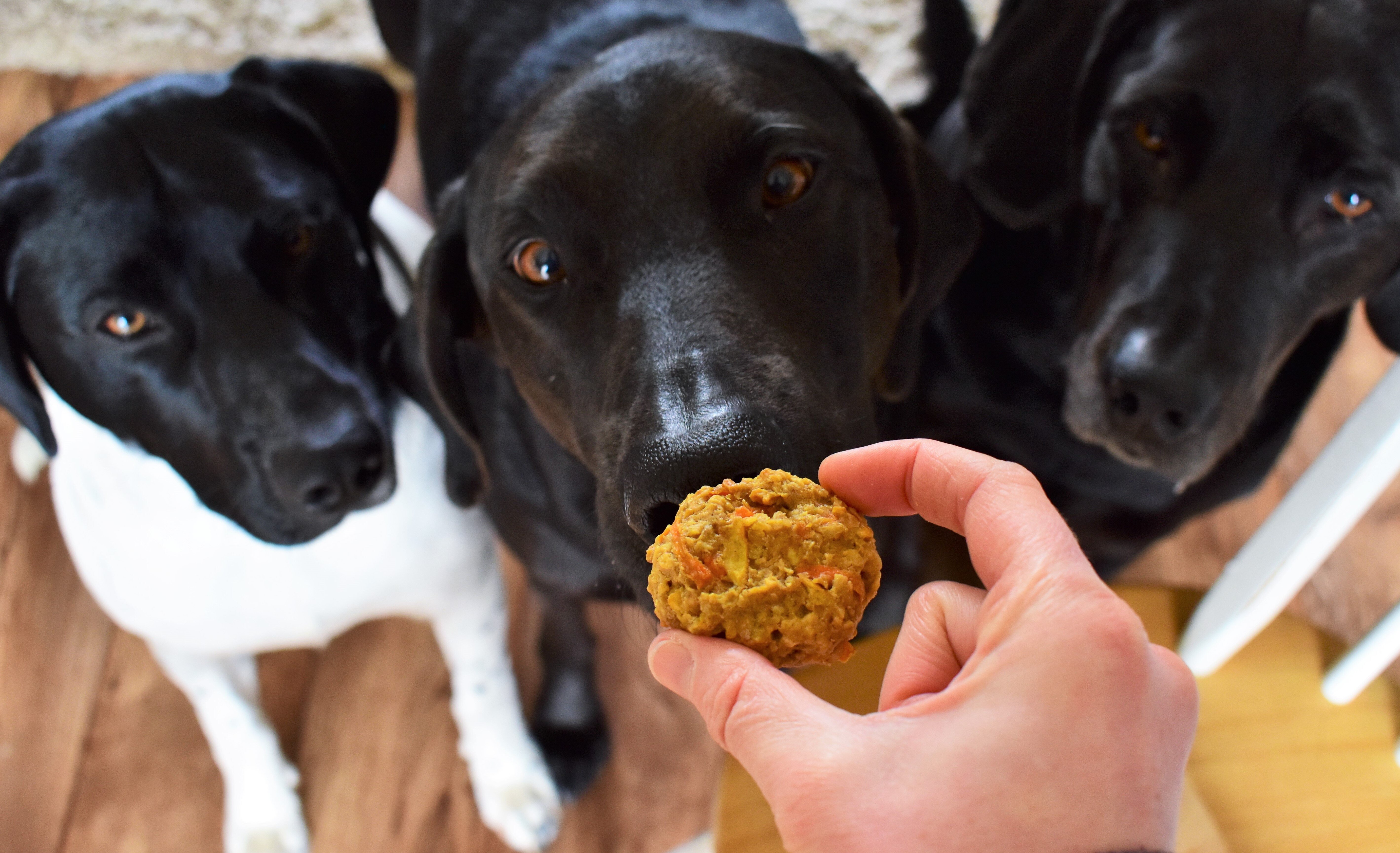 Homemade Dog Treats Recipe Allrecipes