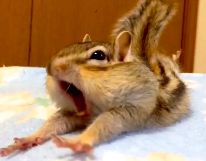 Bikke The Chipmunk Perfectly Encapsulates How We Feel While Getting Ready For Bed Hellogiggles