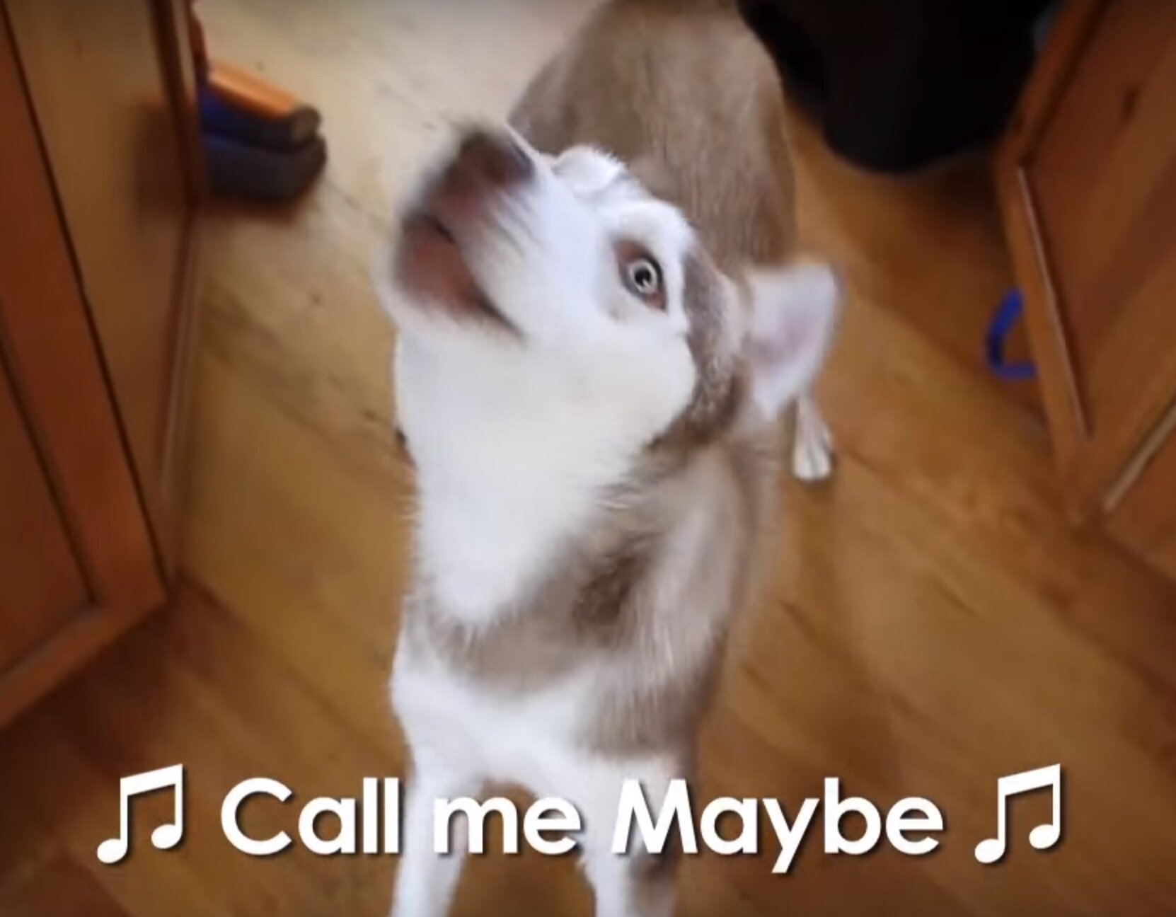 Science Has Answered The Question Why Do Dogs Love To Sing Hellogiggles