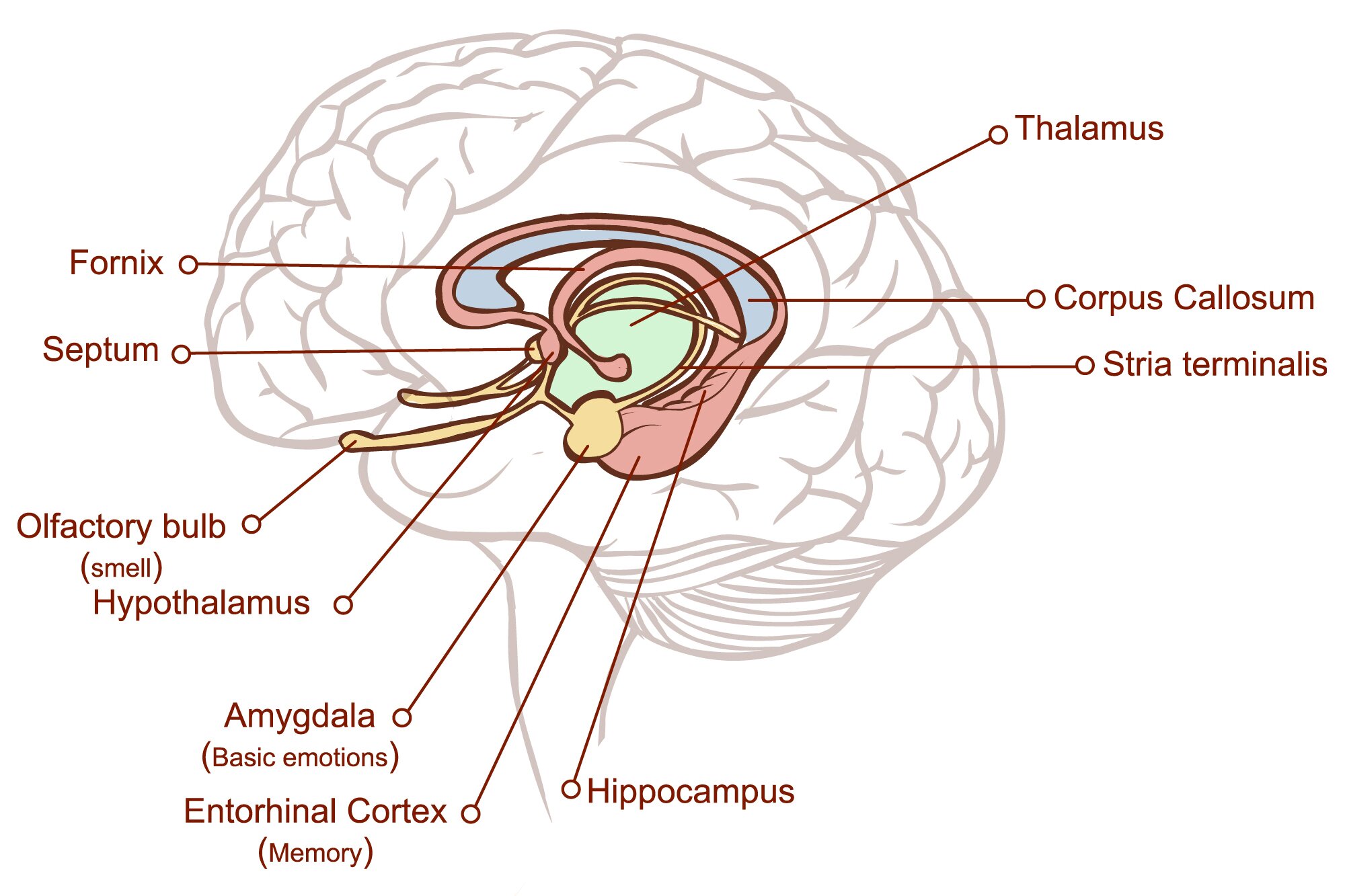 smell and happiness science