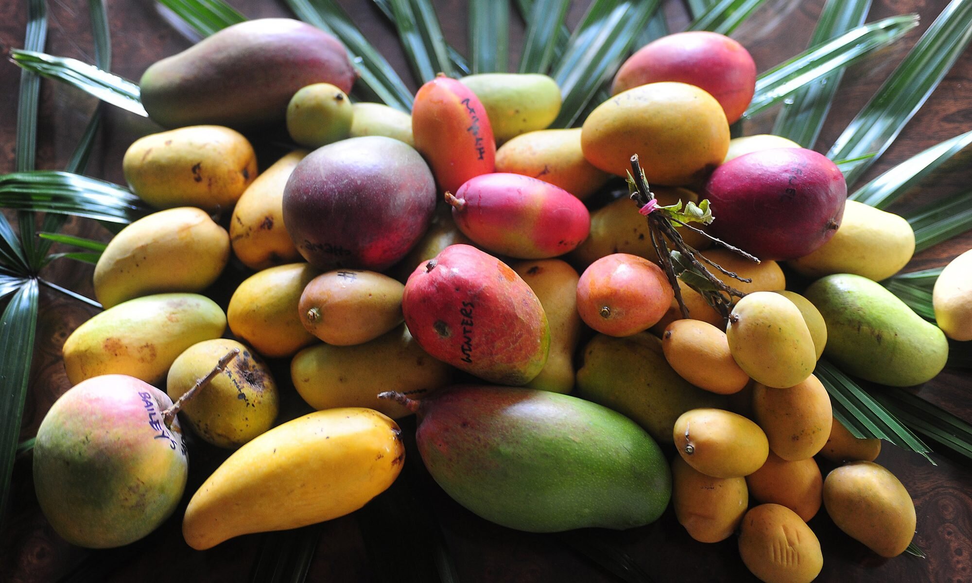 What S The Difference Between Mango Varieties Myrecipes