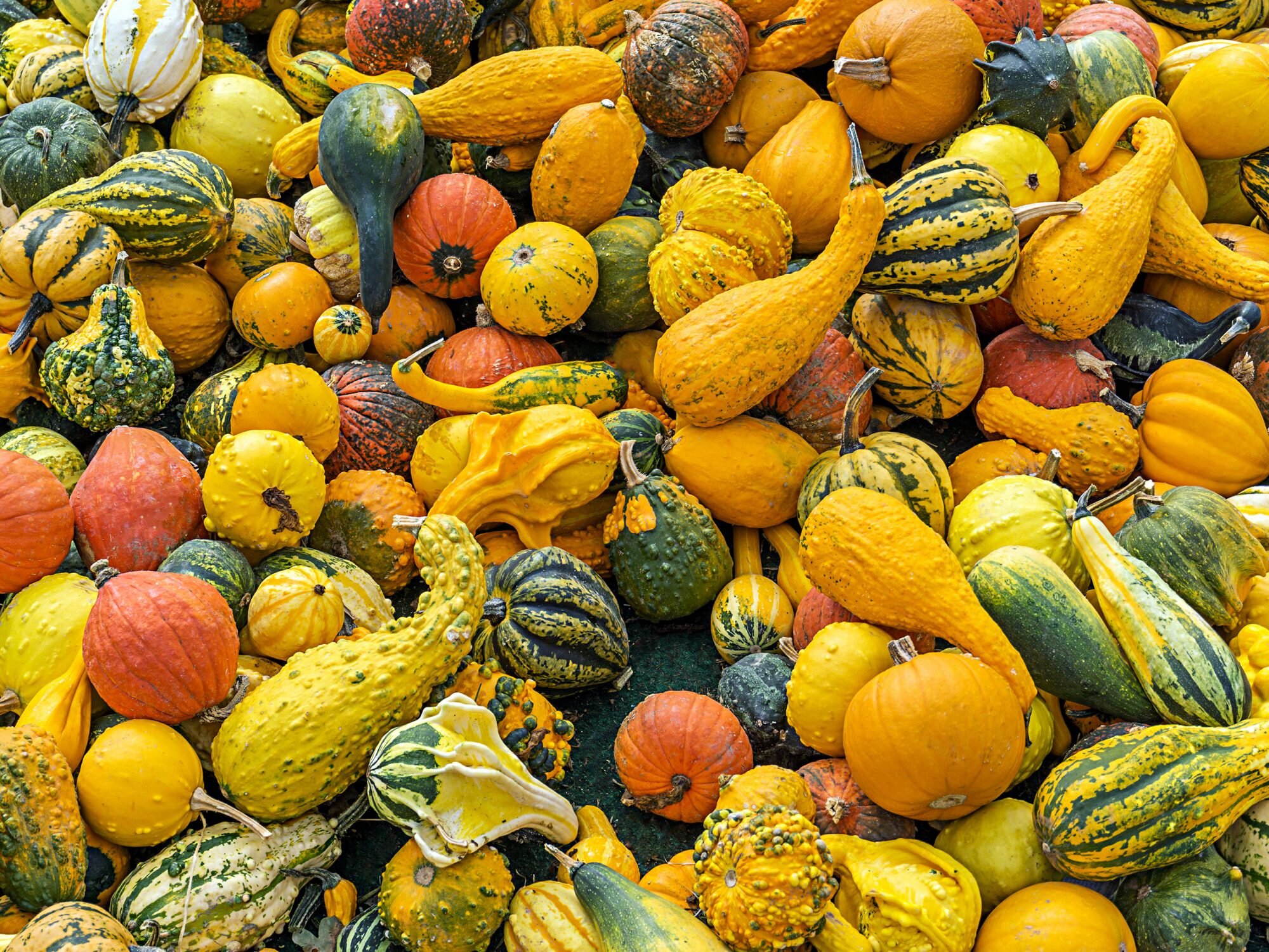 Can You Eat The Skin On All Types Of Squash Myrecipes