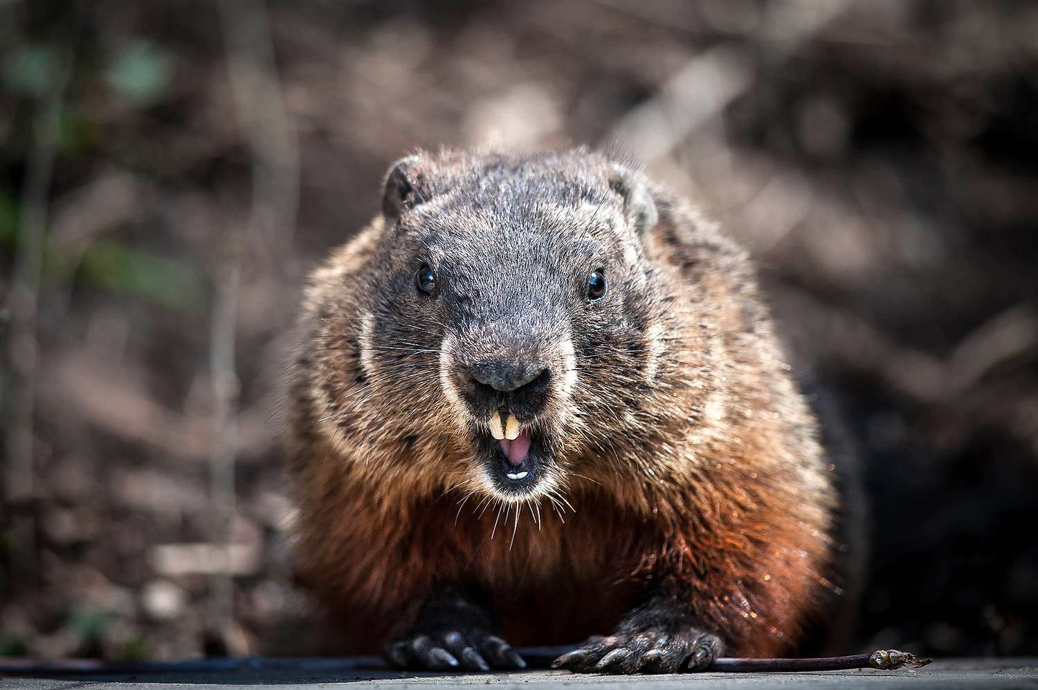 Couple Dies of the Plague After Eating Raw Marmot Meat.