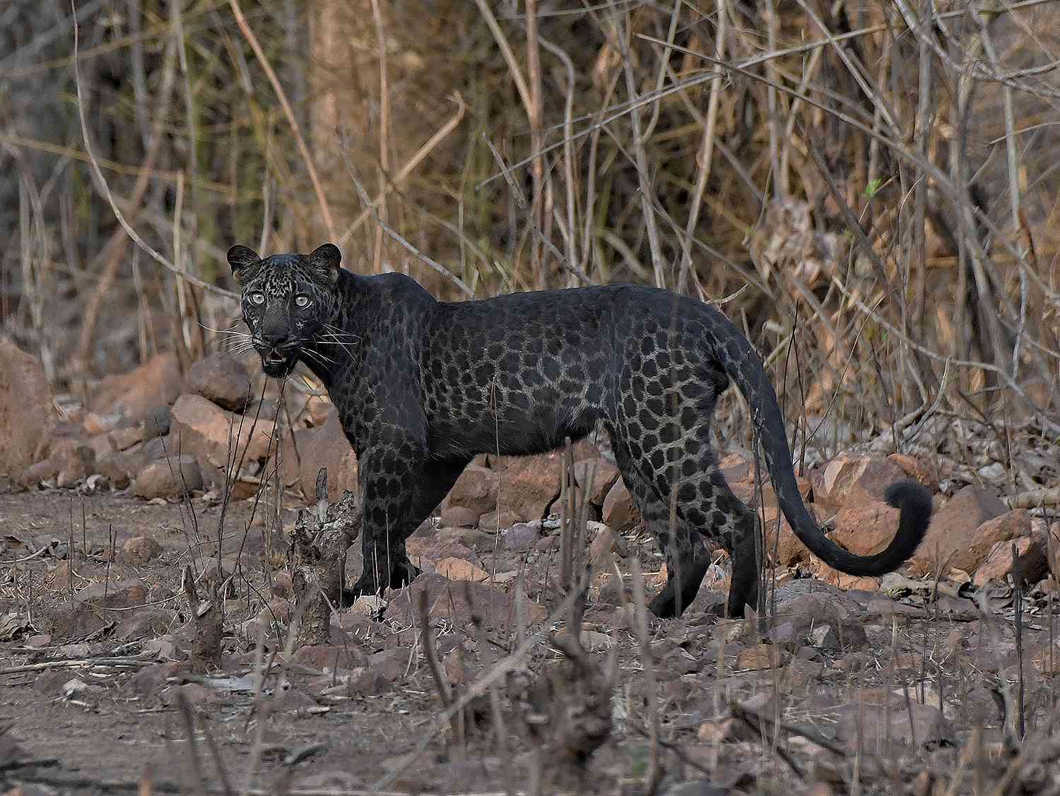 Rare Black Leopard Spotted In India People Com
