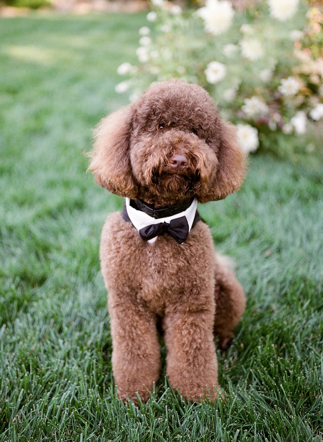 10 Wedding Registry Ideas You And Your Pet Will Love Martha