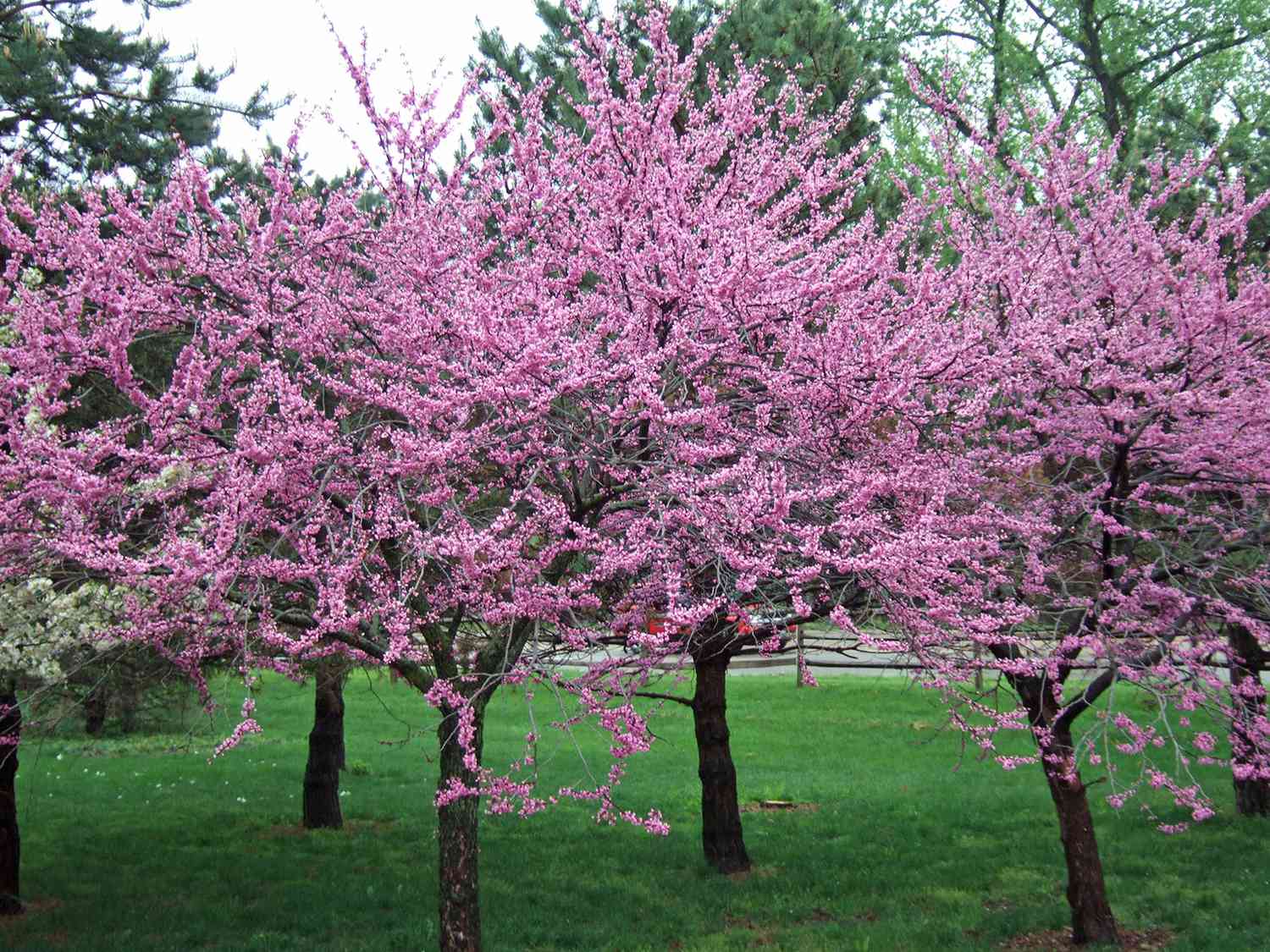 10 Best Flowering Trees And Shrubs For Adding Color To Your Yard Better Homes Gardens