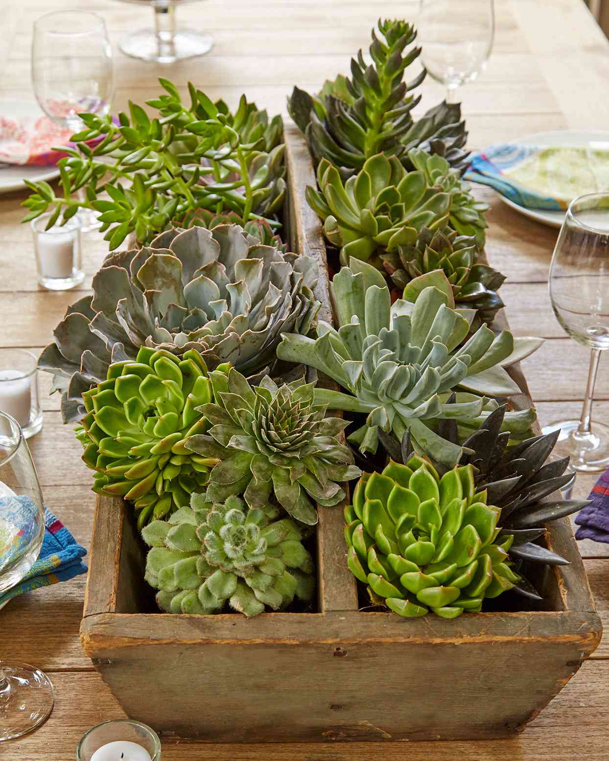 succulents on table
