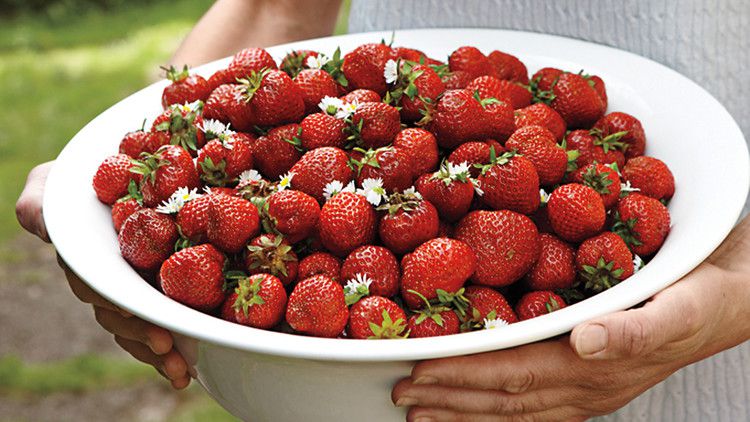 Strawberries with Elderflower Cream 