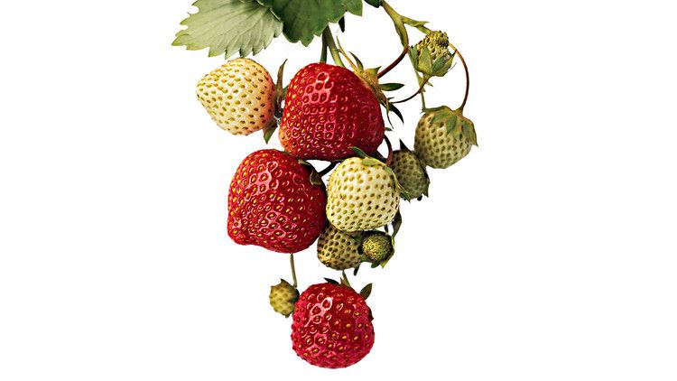 Martha's Strawberry Jam 