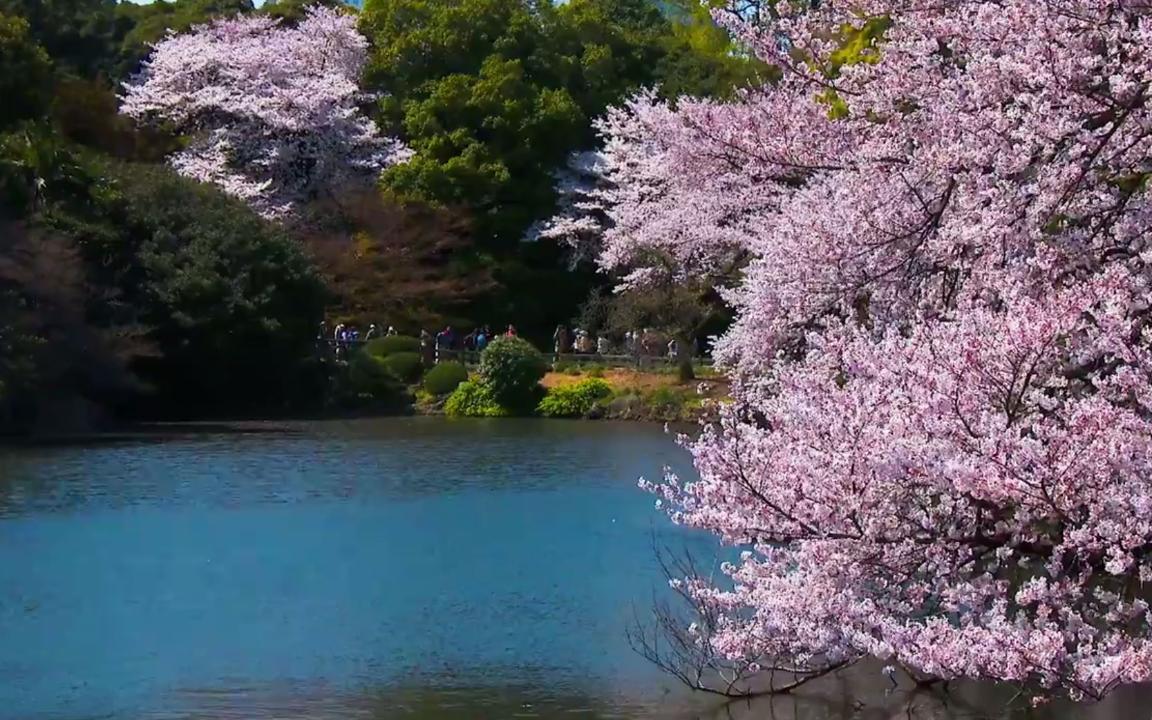 VIDEO: Five Things to Do in Tokyo