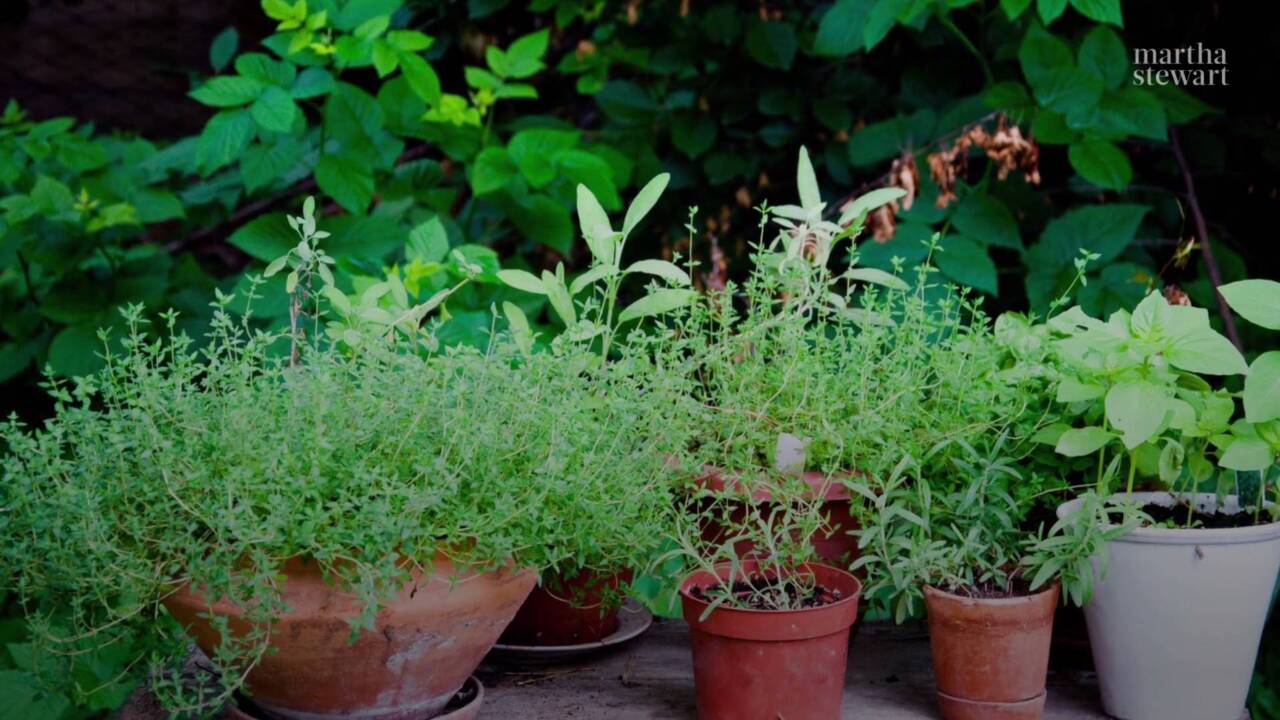 how to propagate your favorite herbs, such as rosemary, mint, basil, and  more
