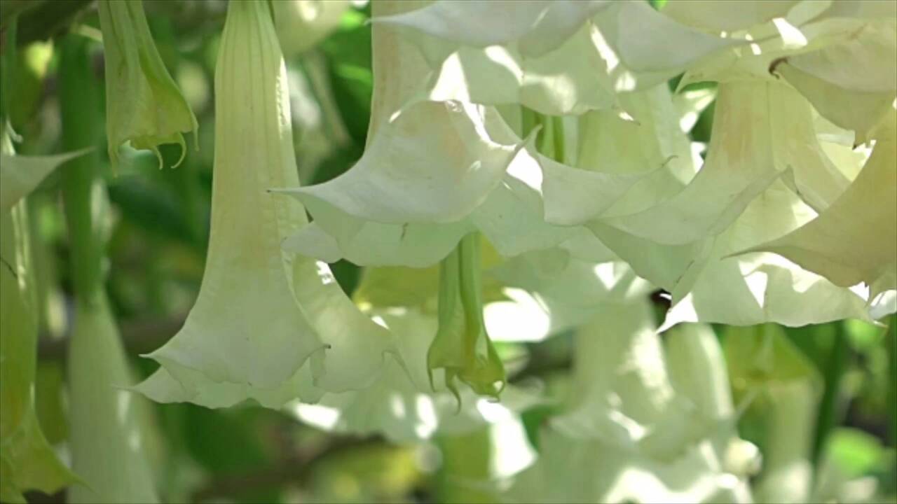 Angel Trumpet Is the Mesmerizing—but Toxic—Flower You Should Know About
