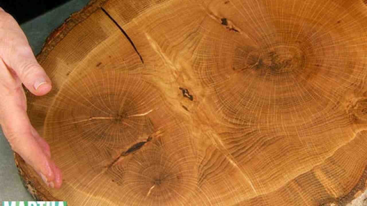 Tree Cutting Boards